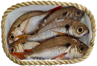 Fish products ittica capri